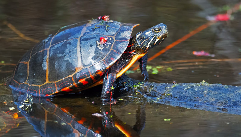 Turtle on a log at the water's edge