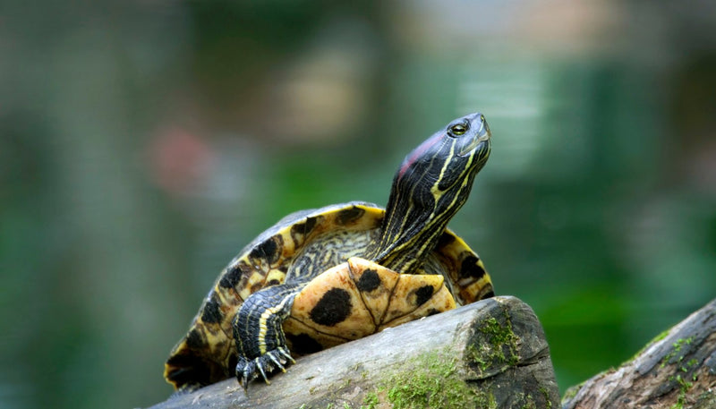 Turtle resting on a mossy log