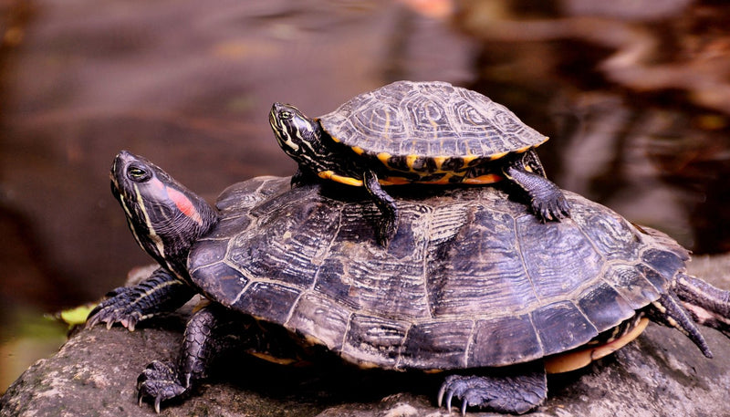 A small turtle basking on top of a larger one