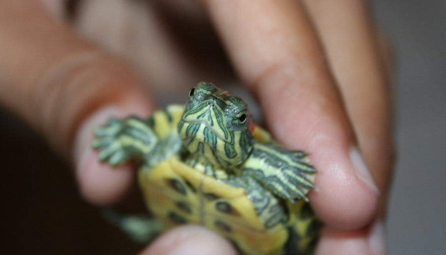 A hatchling turtle held between a keeper's fingers