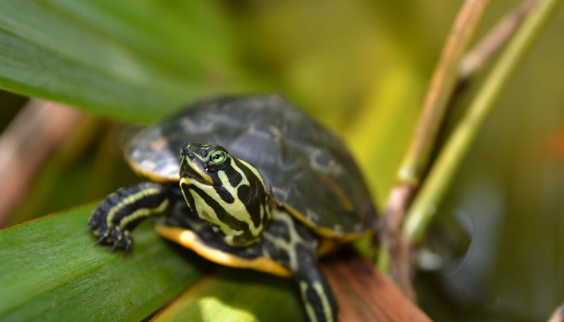 Young turtle climbing on reeds