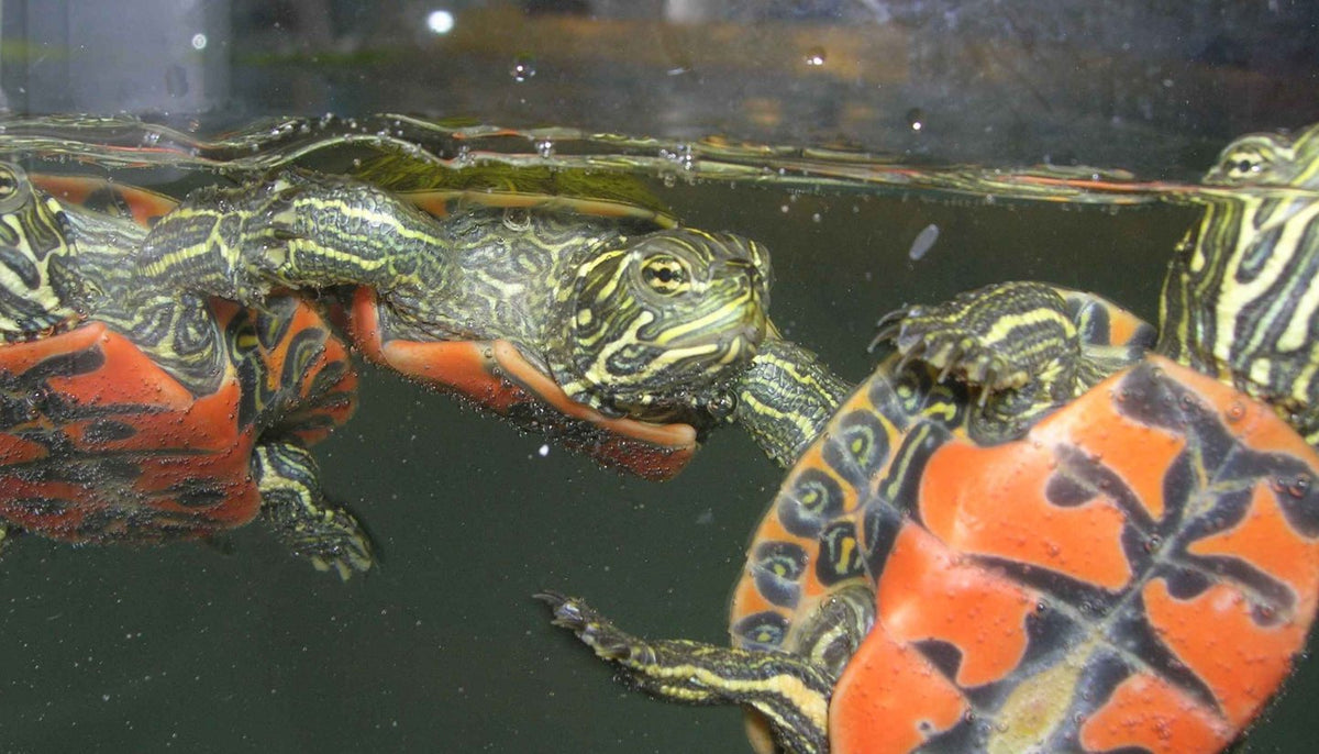 Turtles swimming underwater