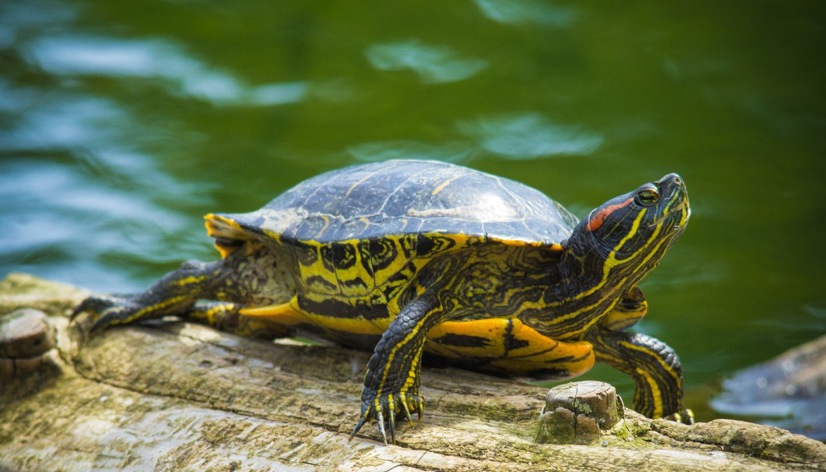 Turtle basking on a log over green water