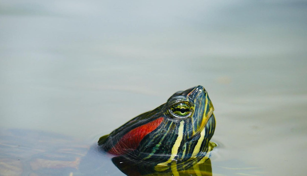 Turtle with its head above the water