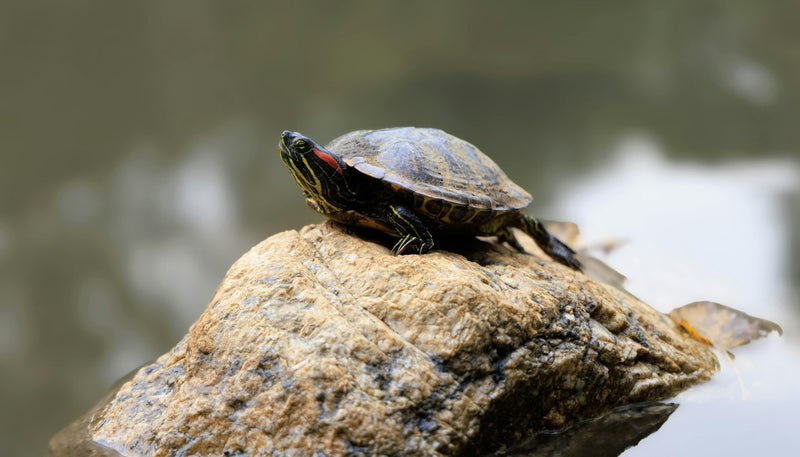 Turtle sitting on a boulder above the water