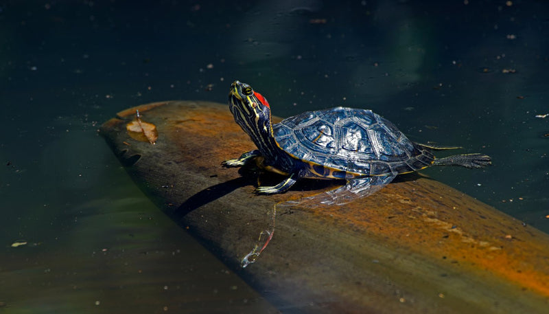 Turtle on a log in dark water