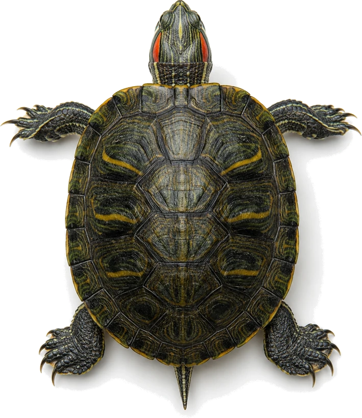 Red-eared slider turtle, top view
