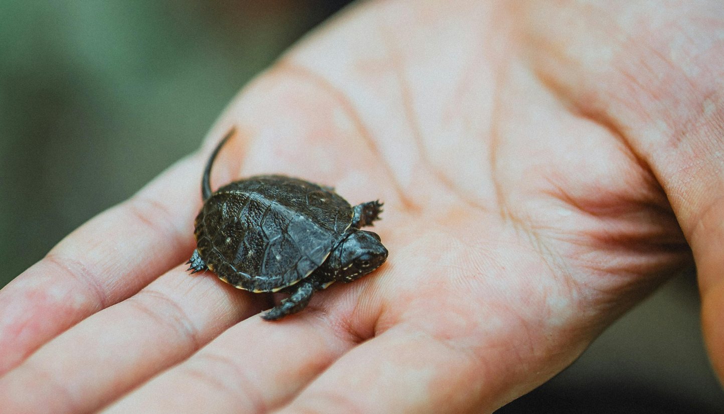 A tiny hatchling turtle in a keeper's palm