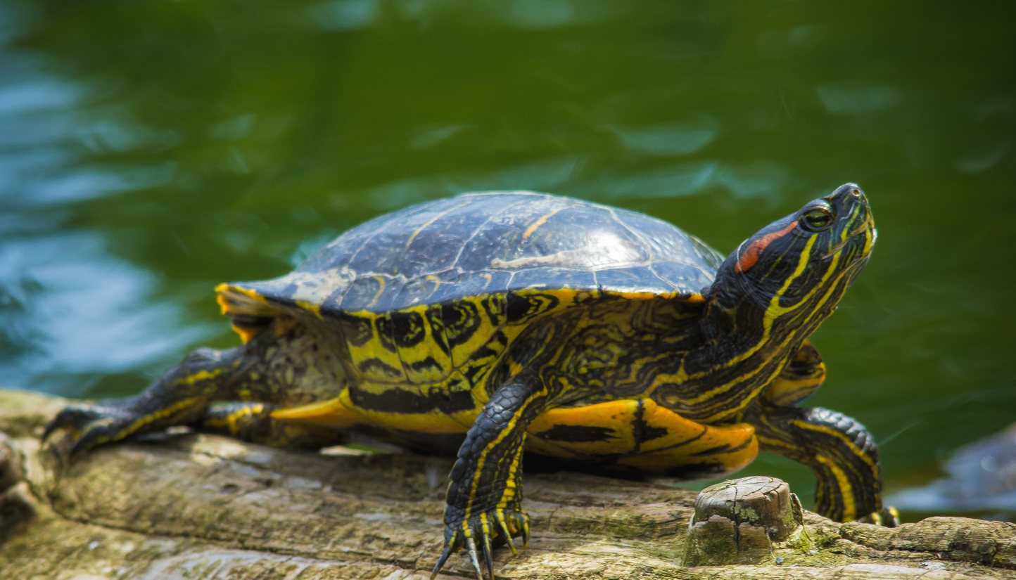 Aquatic turtle basking on a log beside the water