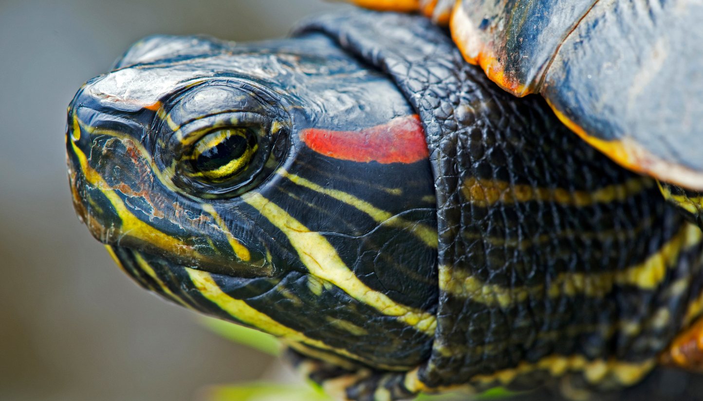 Close-up of a turtle's head