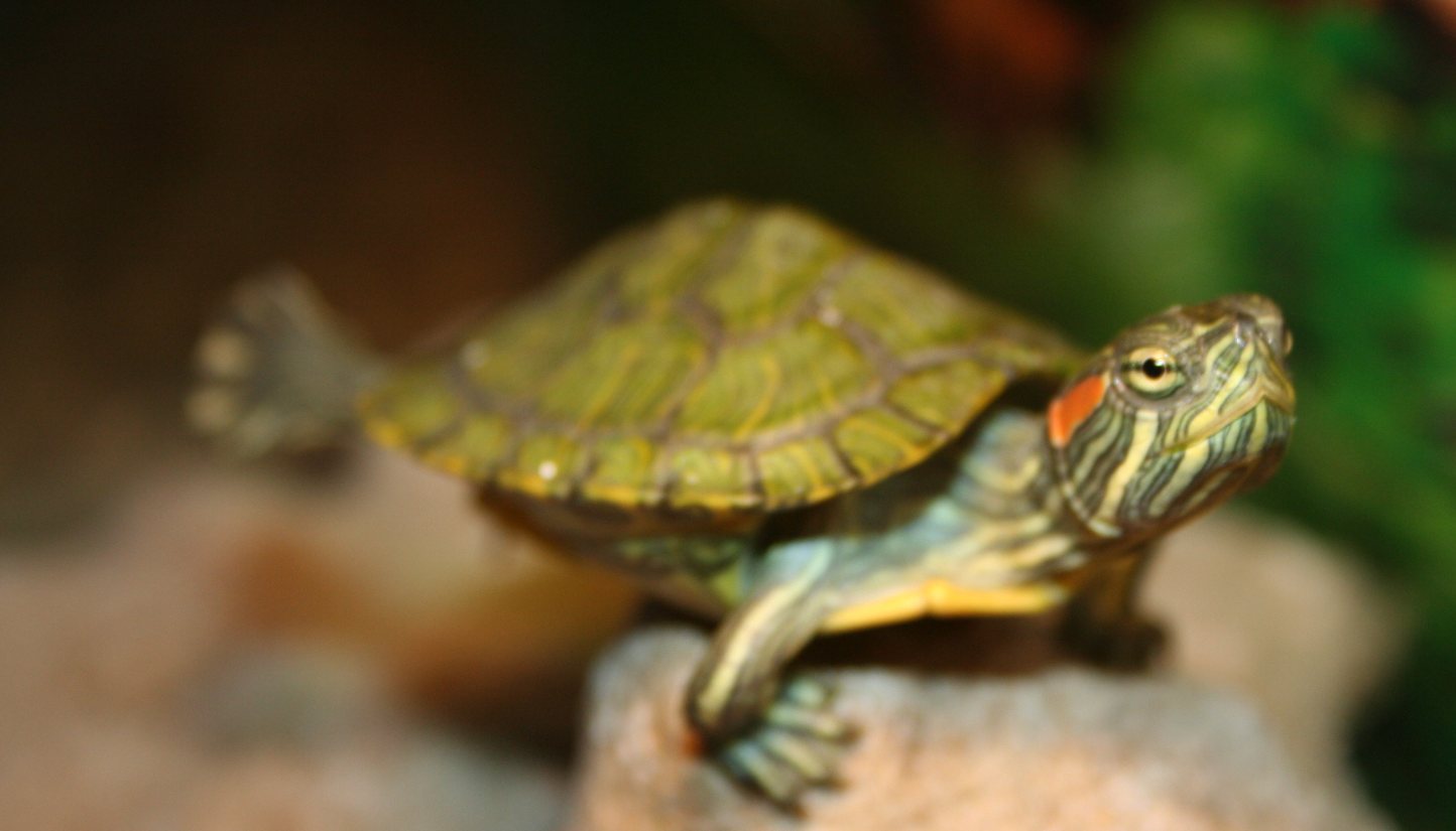 Young turtle on a rock