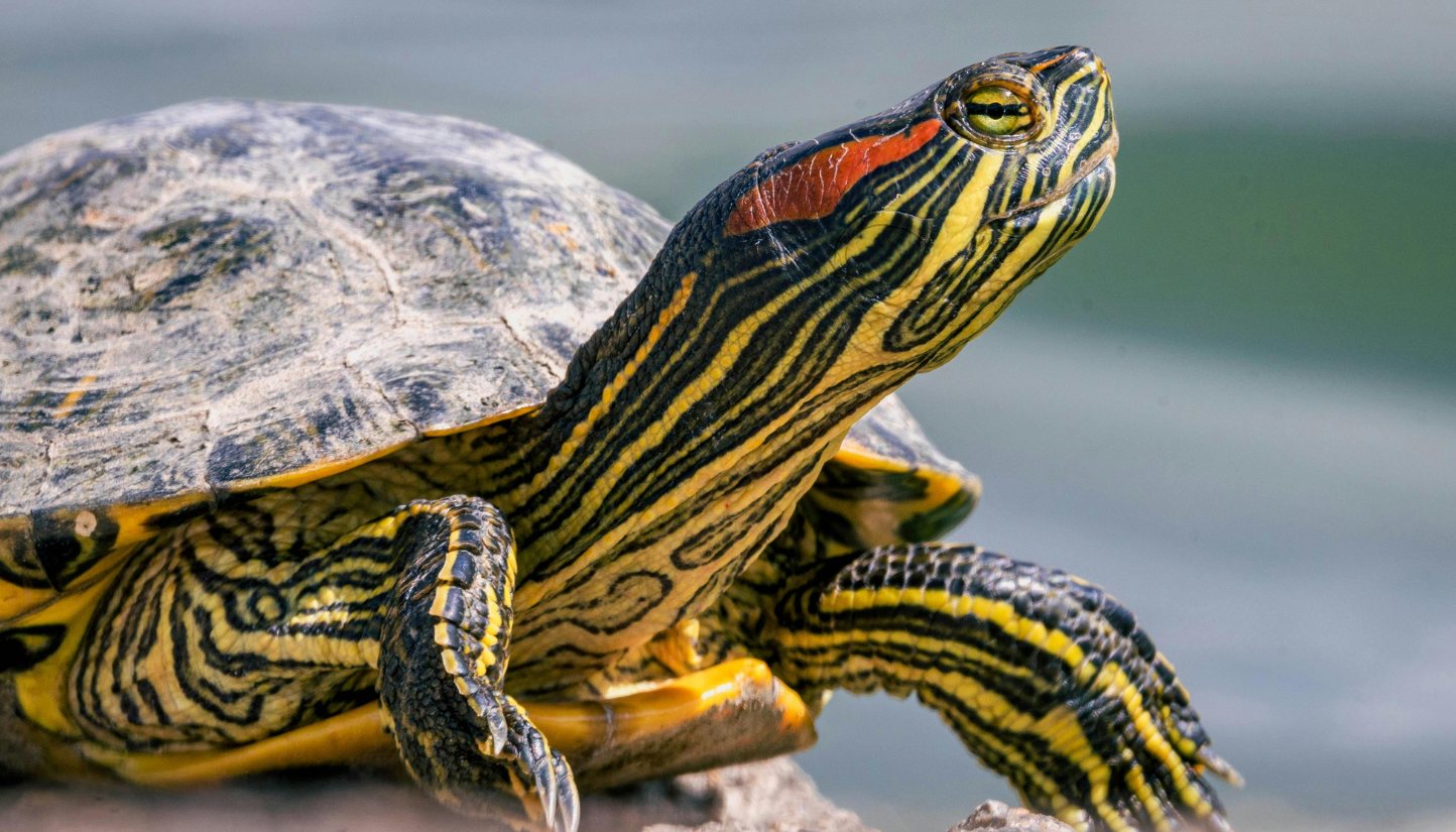 Turtle in profile with its neck extended