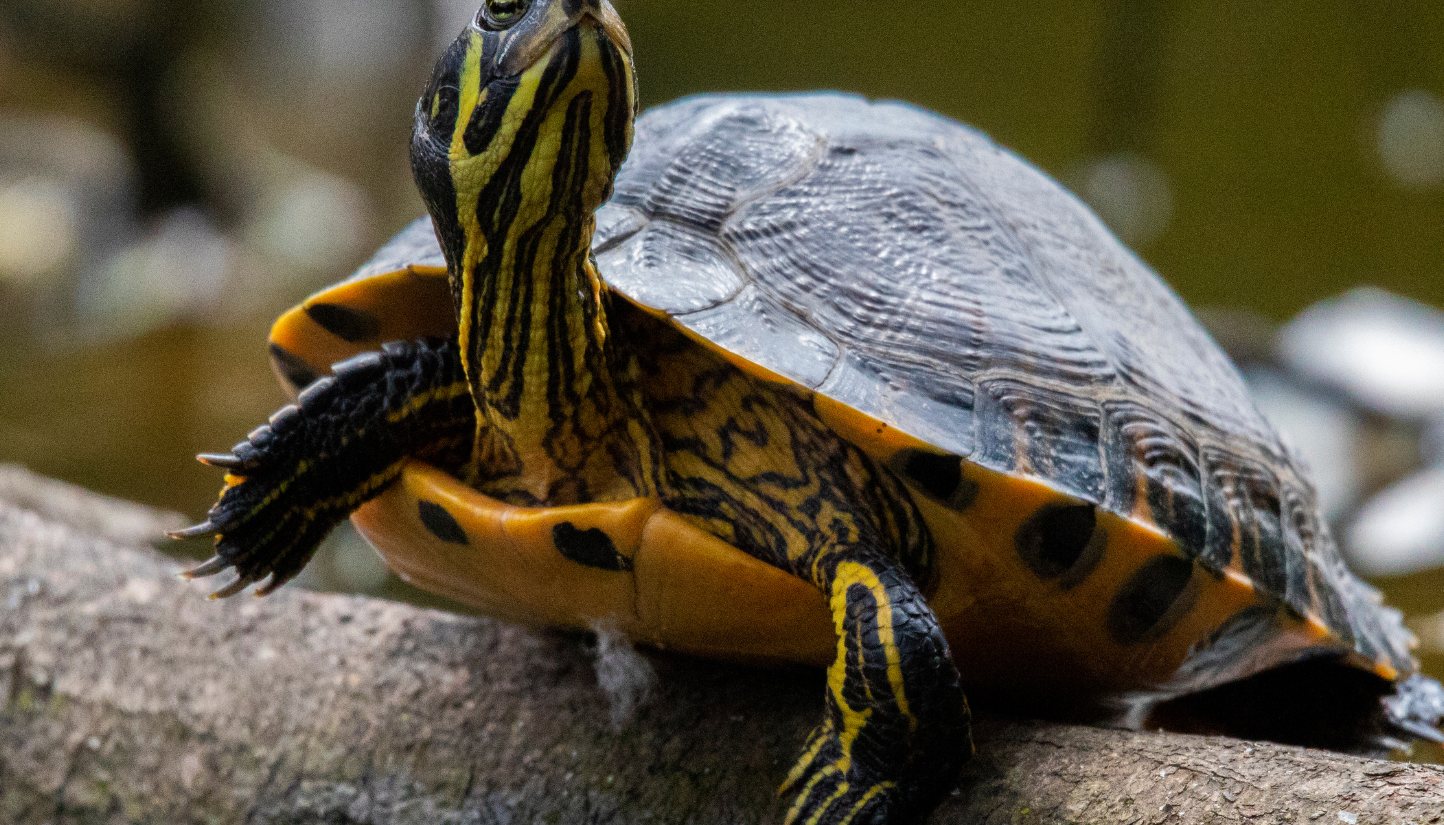Turtle with yellow head stripes on a log