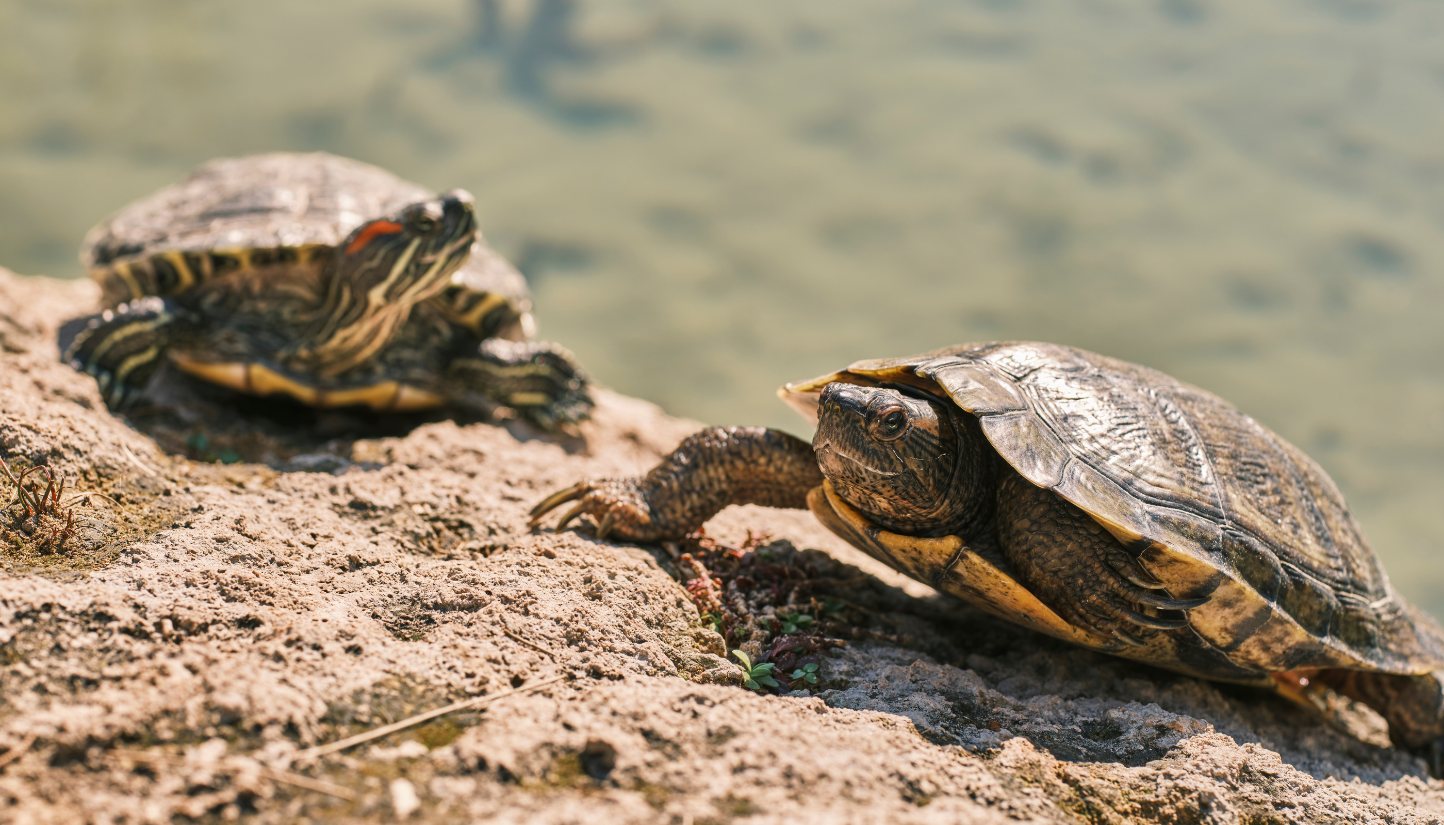 Two turtles resting on a sandy bank